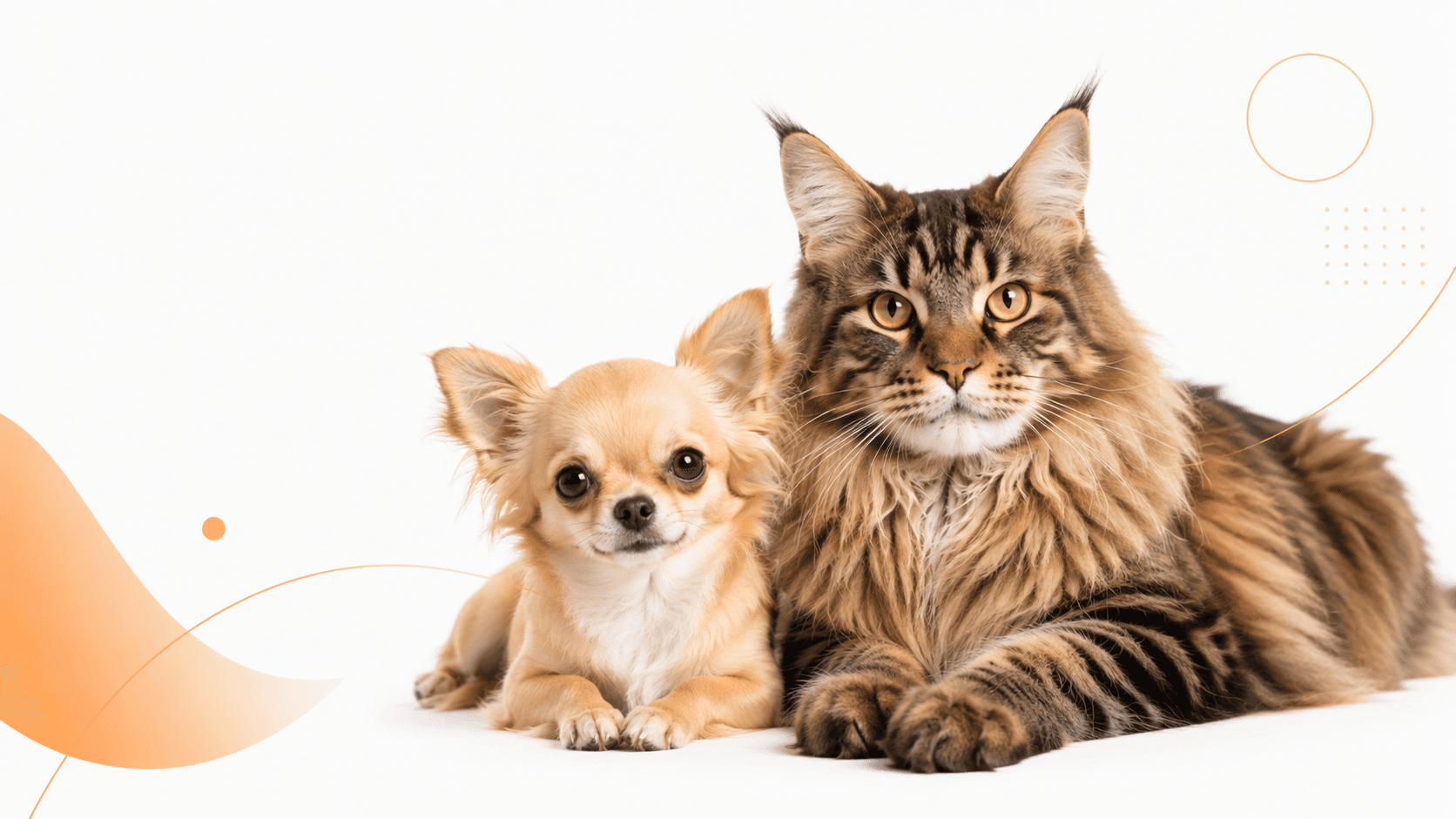 Un chihuahua y un gato maine coon descansando juntos